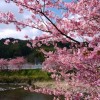 【大阪】河津桜2021年の開花時期はいつ？見頃や穴場スポットの場所も紹介！
