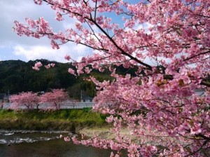桜 開花 予想 2022 関西