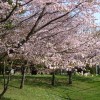 2019札幌円山公園の桜の見頃はいつ？行き方や最寄り駅を紹介