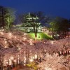 高田公園2019夜桜の見頃はいつ？ライトアップ期間や時間も紹介