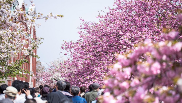 桜の通り抜け2019 プレーフ貨幣セット